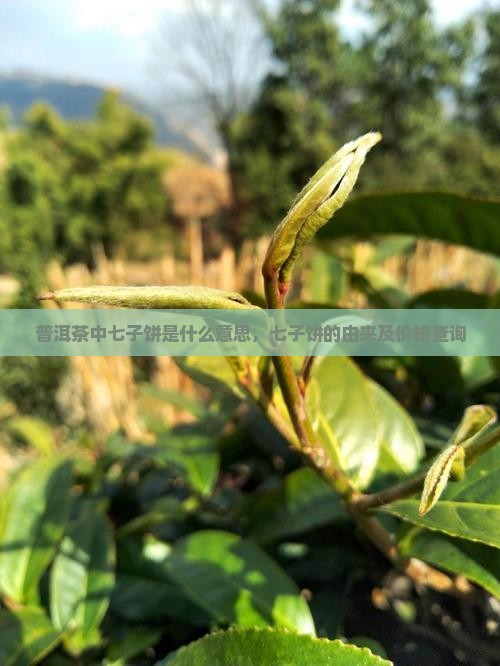 普洱茶中七子饼是什么意思