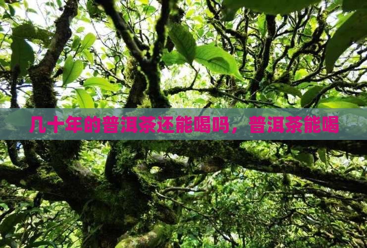 几十年的生普洱茶能喝吗