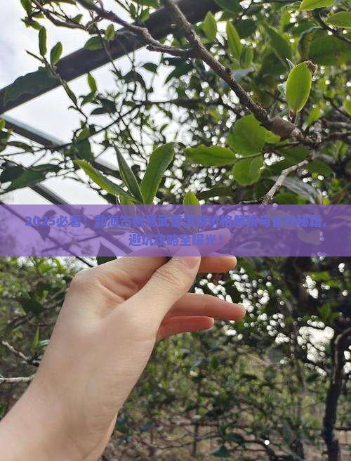 勐海古树易武普洱茶价格
