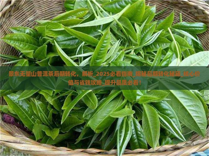 景东无量山普洱茶后期转化