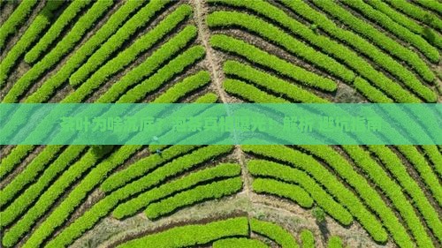 泡茶茶叶下沉为什么