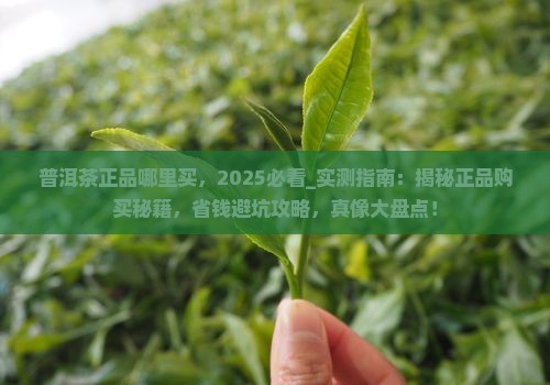 普洱茶正品哪里买