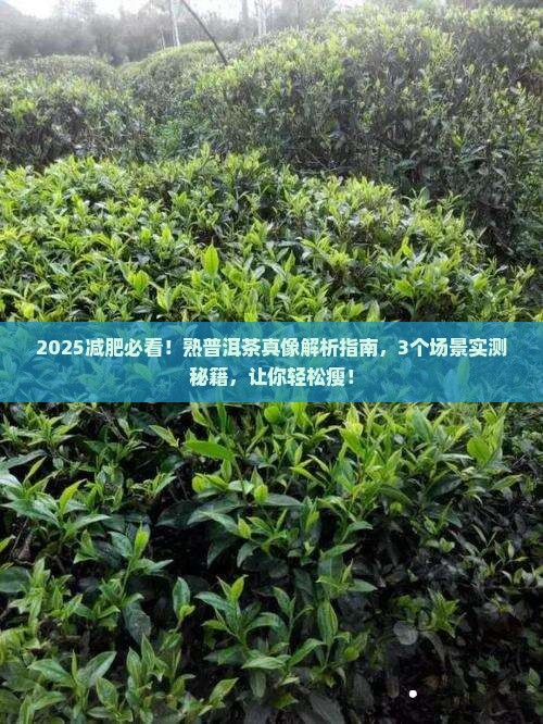 熟普洱茶减肥功效怎样