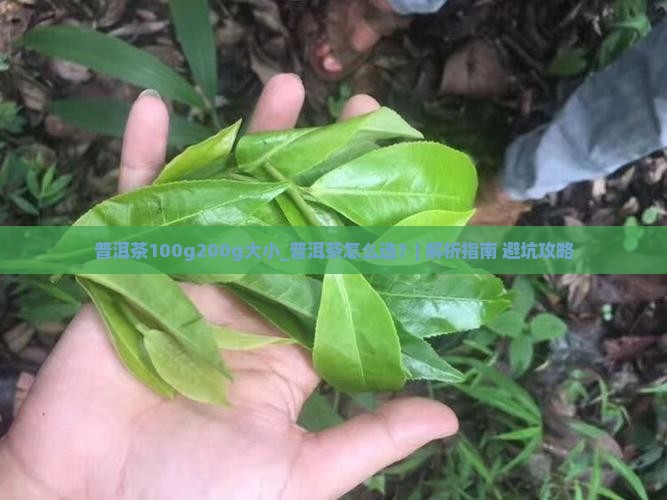 普洱茶100g200g大小