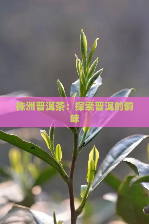株洲生产的普洱茶