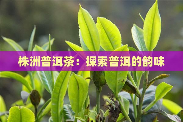 株洲生产的普洱茶