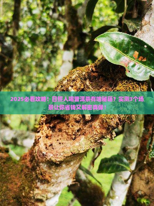 日照人喜欢喝普洱茶