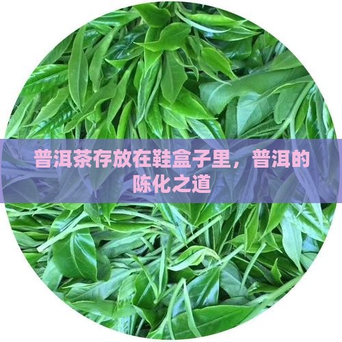 普洱茶放鞋盒子里
