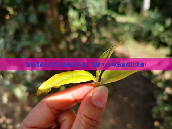 熟普洱茶和六堡茶的区别