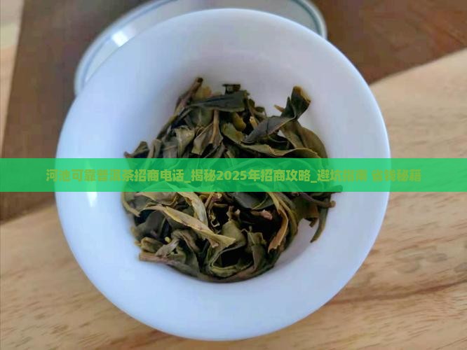河池可靠普洱茶招商电话