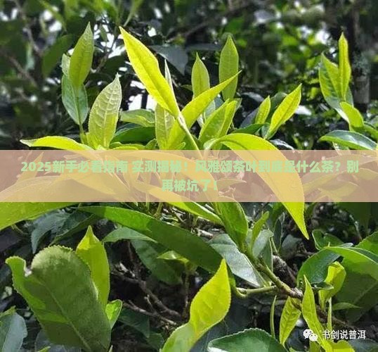 风雅颂茶叶是什么茶
