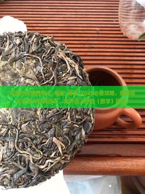 冰岛古树茶旧情人