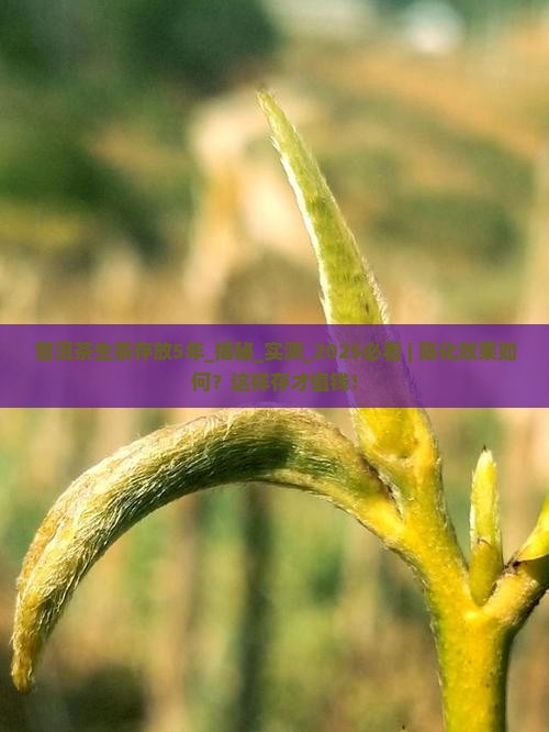 普洱茶生茶存放5年