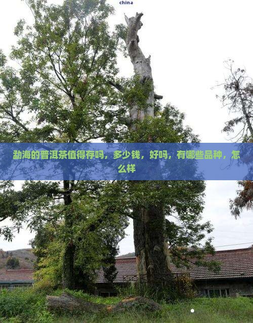 勐海的普洱茶值得存吗