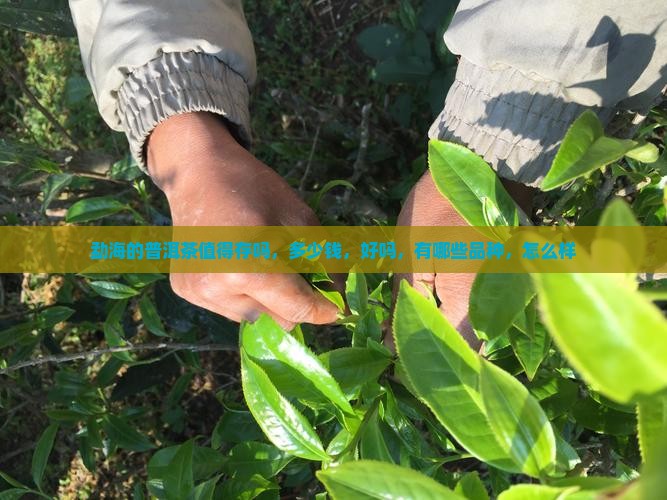 勐海的普洱茶值得存吗