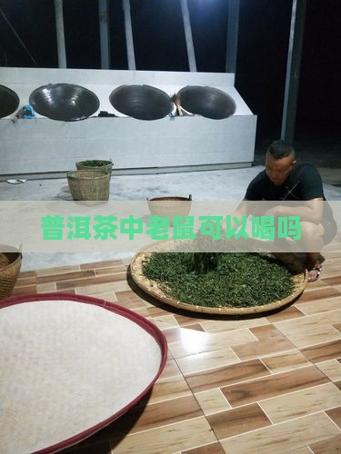 普洱茶中老鼠可以喝吗