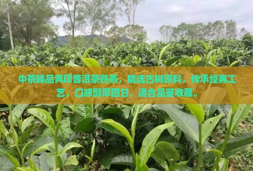 中茶臻品黄印普洱茶熟茶