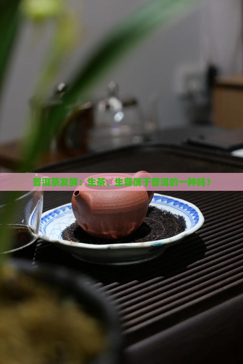 生普洱茶是发酵的吗