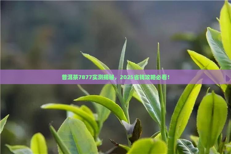 普洱茶7877