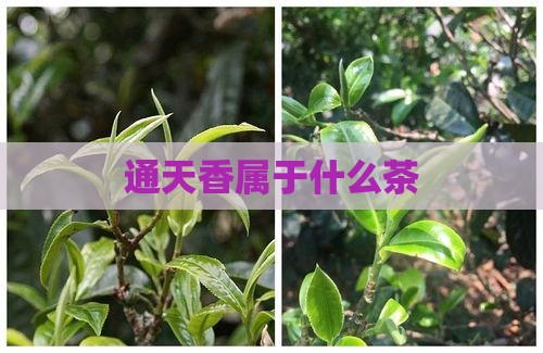 通天香属于什么茶