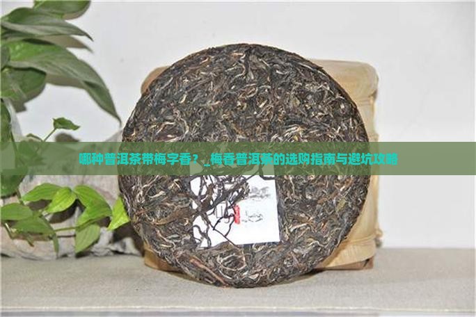 哪种普洱茶带梅字香