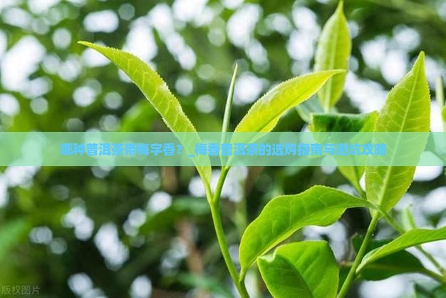 哪种普洱茶带梅字香