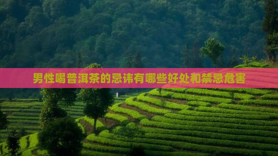 男性喝普洱茶的忌讳