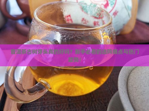 普洱茶古树芽头好不好 普洱茶古树芽头好不好