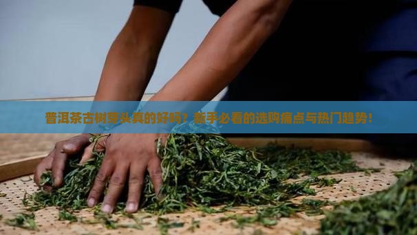 普洱茶古树芽头好不好 普洱茶古树芽头好不好