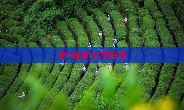 哪个品种的红茶好喝