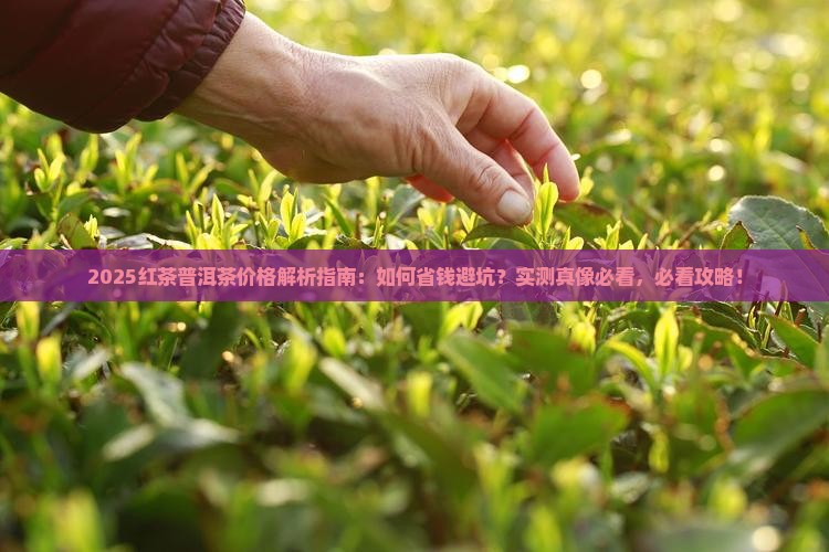 俄罗斯红茶普洱茶价格