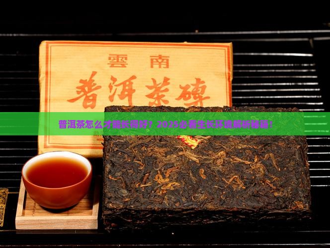 普洱茶适宜生长环境