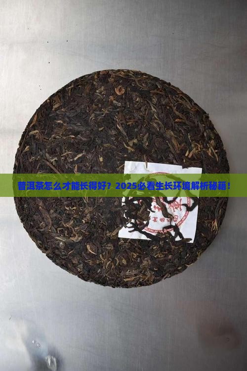 普洱茶适宜生长环境