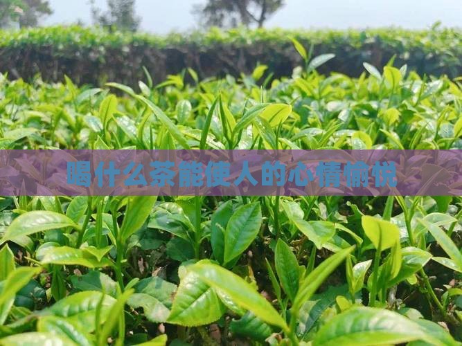 喝什么茶能使人的心情愉悦
