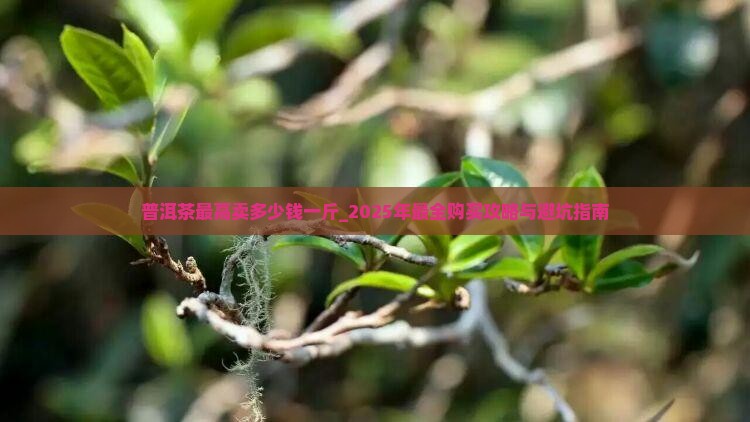 普洱茶最高卖多少钱一斤