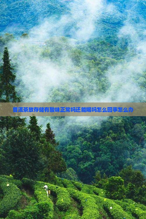 普洱茶放存储有酸味