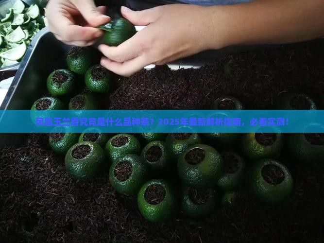 凤凰玉兰香什么品种茶
