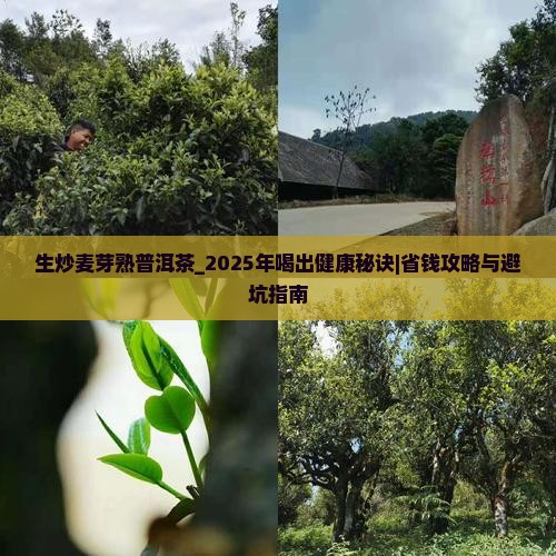生炒麦芽熟普洱茶