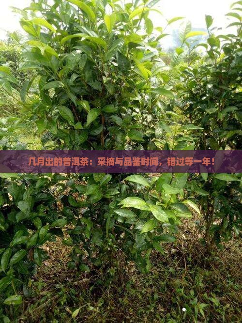 几月出的普洱茶