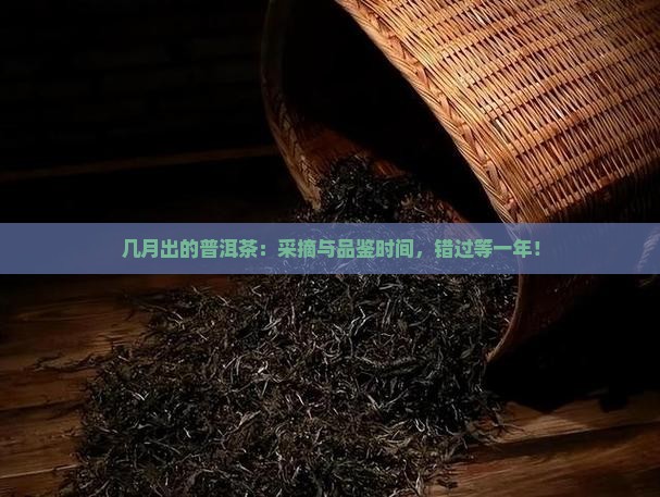 几月出的普洱茶