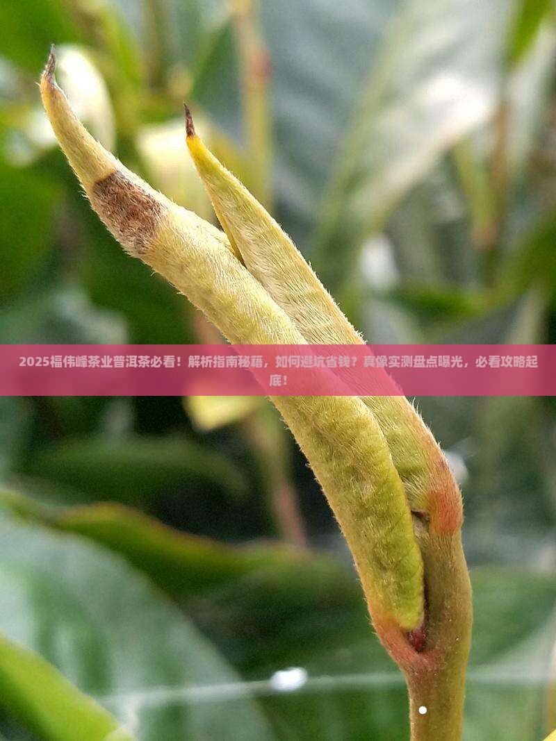 福伟峰茶业出品的普洱茶