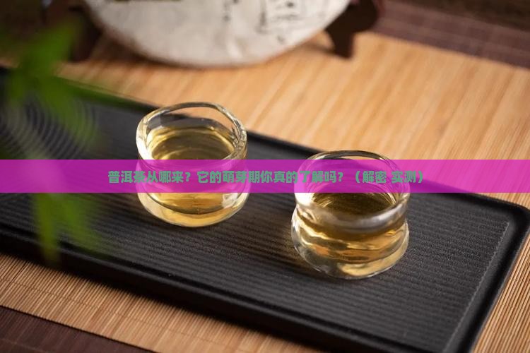 普洱茶发展历史萌芽时期