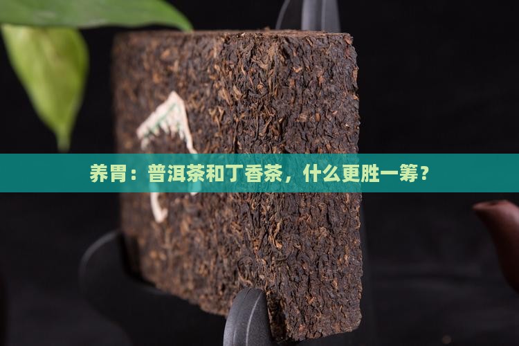 普洱茶和丁香茶哪个更养胃