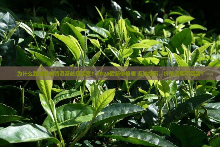 生鲜普洱茶价格表
