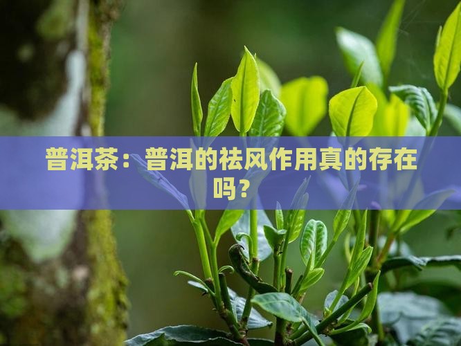 普洱茶有祛风的作用吗