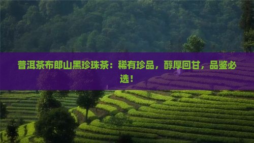 普洱茶布郎山黑珍珠茶