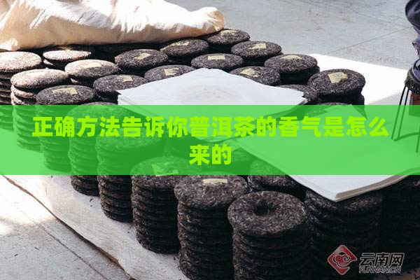 正确方法告诉你普洱茶的香气是怎么来的