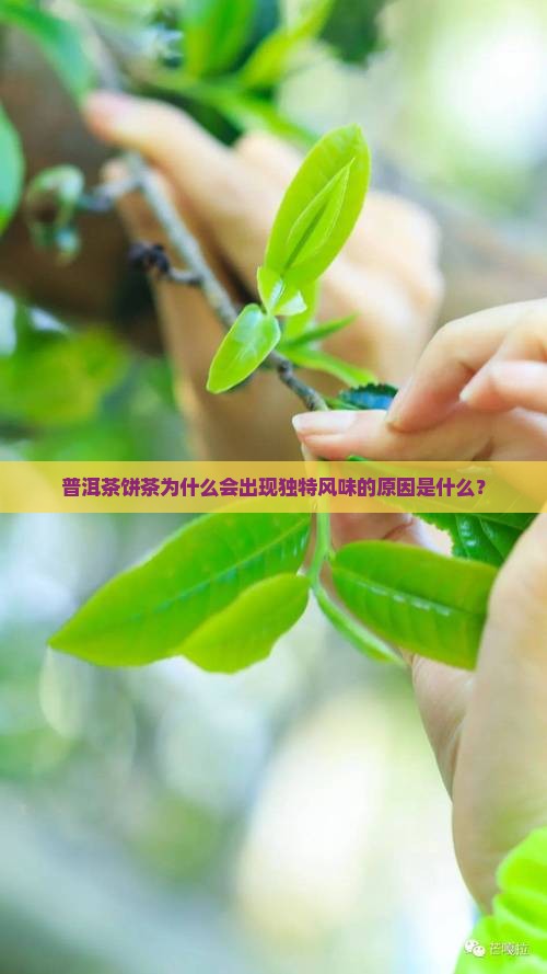 普洱茶饼茶为什么会出现独特风味的原因是什么？