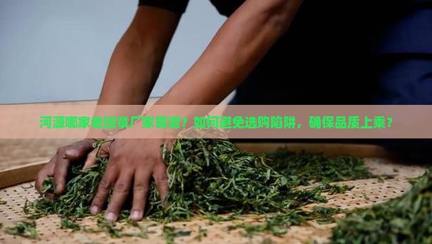 河源哪家老班章厂家靠谱？如何避免选购陷阱，确保品质上乘？