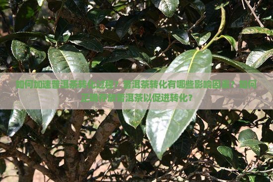 如何加速普洱茶转化过程？普洱茶转化有哪些影响因素？如何正确存放普洱茶以促进转化？